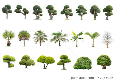 Coconut and palm trees Isolated tree on white 57953086