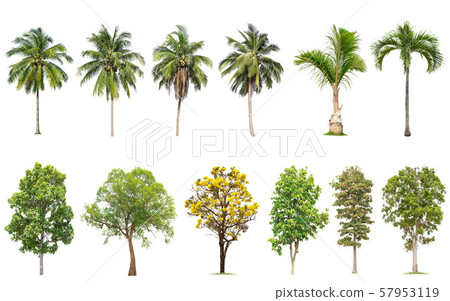 Isolated big tree on white background ,The Isolated big tree on white background ,The 57953119