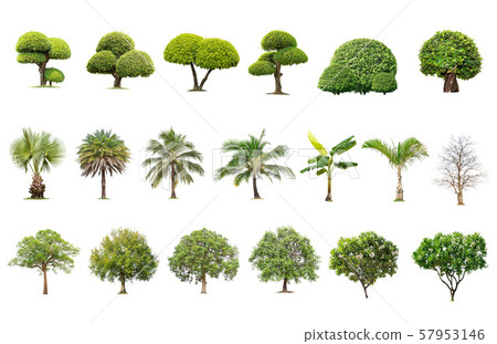 Isolated big tree on white background ,The Isolated big tree on white background ,The 57953146