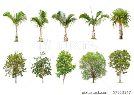 Isolated big tree on white background ,The 57953147
