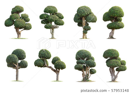 Tako trees bending.Isolated tree on white 57953148