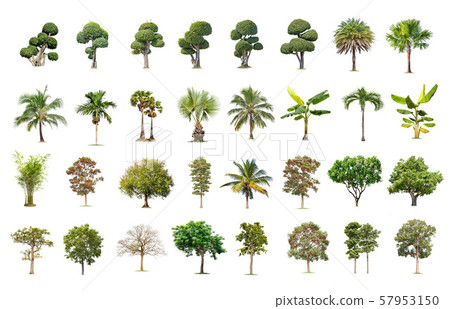 Isolated big tree on white background ,The 57953150