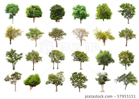 Isolated big tree on white background ,The 57953151