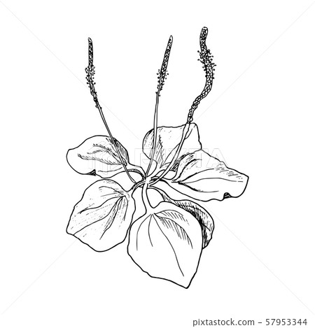 Fresh plantain leaves, rib grass, Hand drawn 57953344