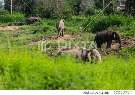 Elephants that are raised And have control in the 57953794
