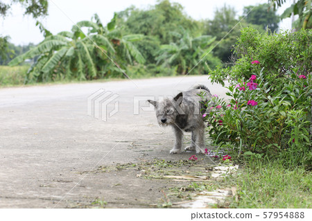 The gray color dog pee on cement floor in 57954888