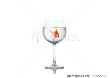 little goldfish moving in wineglass of water 57955320