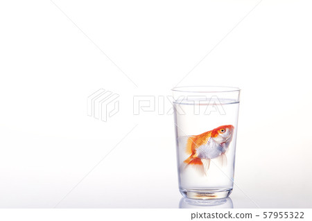Goldfish floating in glass water and on a white Goldfish floating in glass water and on a white 57955322