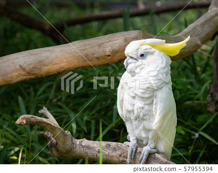 Aomokabatan 57955394