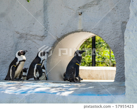 海角企鵝 海角企鵝 57955423