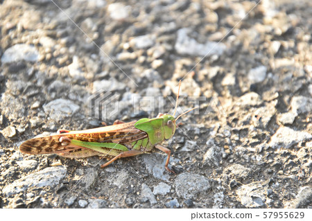 Tonosama beatta 57955629