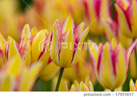 Yellow and red tulip flowers Yellow and red tulip flowers 57955657