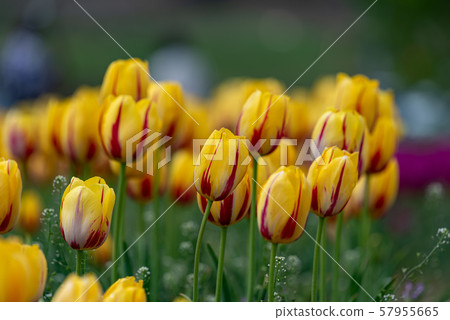 Yellow and red tulip flowers 57955665