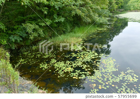 一個池塘 57955699