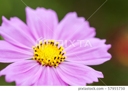Cosmos Cosmos 57955730
