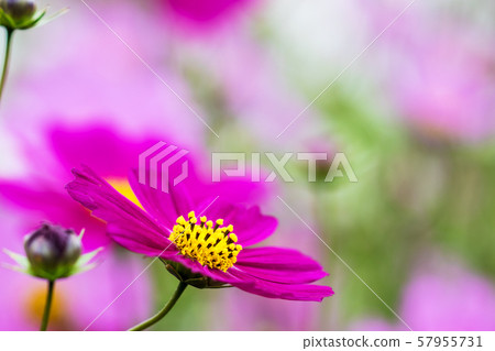 Cosmos Cosmos 57955731