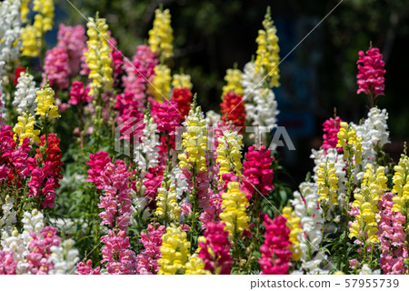 Colorful goldfish flowers 57955739