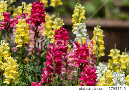 Colorful goldfish flowers 57955743