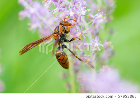 Wasp collecting pollen from wild grass Wasp collecting pollen from wild grass 57955863