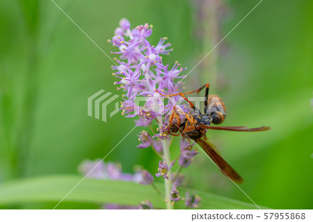 Wasp collecting pollen from wild grass Wasp collecting pollen from wild grass 57955868