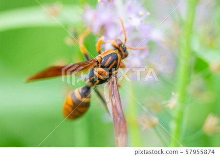 Wasp collecting pollen from wild grass 57955874