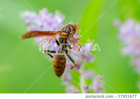 Wasp collecting pollen from wild grass 57955877