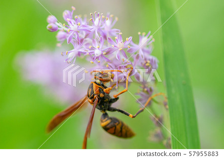黃蜂從野草收集花粉 黃蜂從野草收集花粉 57955883