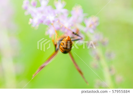 黃蜂從野草收集花粉 57955884