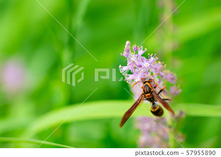 Wasp collecting pollen from wild grass Wasp collecting pollen from wild grass 57955890