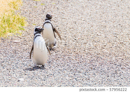 Magellanic penguins. Punta Tombo penguin colony, 57956222
