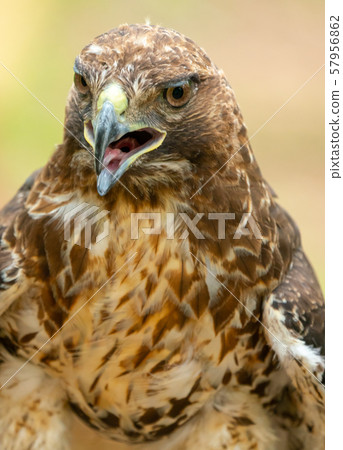 red-tailed hawk or Buteo jamaicensis close-up red-tailed hawk or Buteo jamaicensis close-up 57956862
