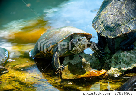 Red-eared slider or water slider turtles in the Red-eared slider or water slider turtles in the 57956863