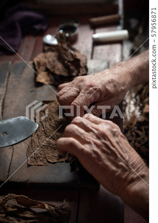 Cigar rolling or making by torcedor in cuba Cigar rolling or making by torcedor in cuba 57956871