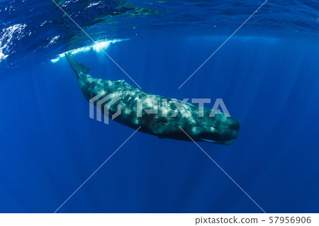 Sperm whale in Indian ocean, Mauritius. 57956906