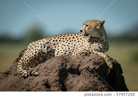 Cheetah resting on termite mound looking back Cheetah resting on termite mound looking back 57957288