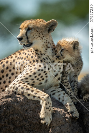Cheetah resting on mound with two cubs Cheetah resting on mound with two cubs 57957289
