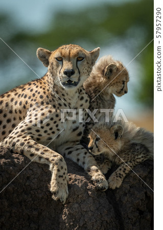 Cheetah resting on mound by two cubs Cheetah resting on mound by two cubs 57957290