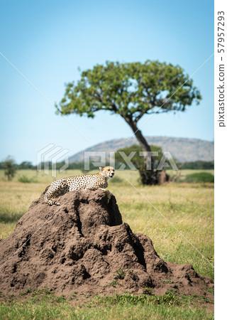 Cheetah lying on termite mound near tree Cheetah lying on termite mound near tree 57957293