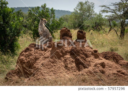 Cheetah looks round sitting on termite mound 57957296