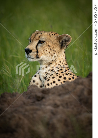 Cheetah head above termite mound in grass 57957357