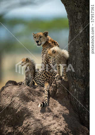 Cheetah cubs sit on mound with mother Cheetah cubs sit on mound with mother 57957361
