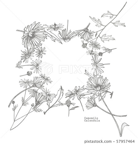 Chamomile. Collection of hand drawn flowers and plants. Botany. Set. Vintage flowers. Black and Chamomile. Collection of hand drawn flowers and plants. Botany. Set. Vintage flowers. Black and 57957464