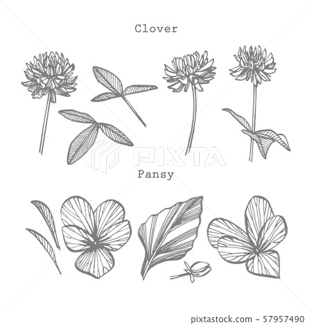 Pansy and Clover or daisy flower. Botanical illustration. Good for cosmetics, medicine, treating Pansy and Clover or daisy flower. Botanical illustration. Good for cosmetics, medicine, treating 57957490