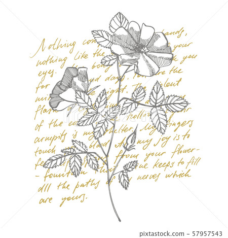 Wild rose flowers drawing and sketch illustrations. Decorative floral set for fabric, textile 57957543