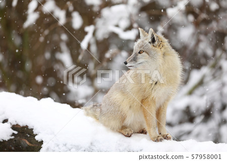 Corsac Fox, Vulpes corsac, in the nature winter 57958001