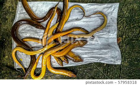 China - East Asia, Thailand, Saltwater Eel, Smoke 57958318
