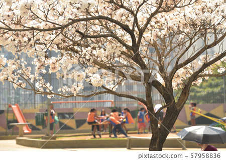 2019年，IppéBlanco 57958836