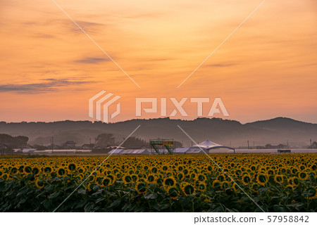Mashiko sunflower festival Mashiko sunflower festival 57958842