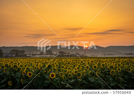 Mashiko sunflower festival Mashiko sunflower festival 57958849