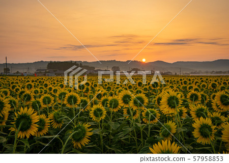 Mashiko sunflower festival Mashiko sunflower festival 57958853